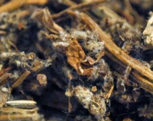 Alcachofera Hojas Cortadas