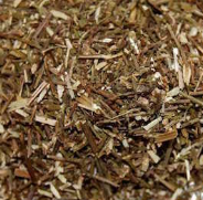 Verbena Planta