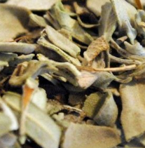 Salvia Hoja Cortada