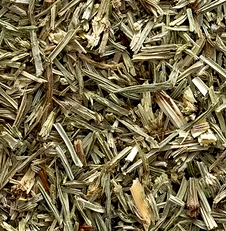 Cola de Caballo Planta