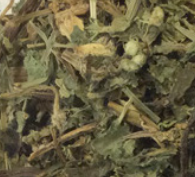Ortiga Blanca Planta