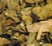 Ginkgo Biloba Hojas