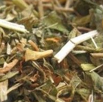 Pasiflora Planta