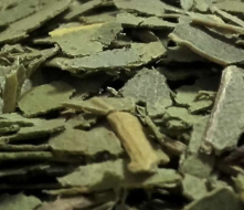 Eucalipto Hoja Cortada