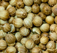 Cilantro semilla