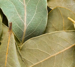 Laurel