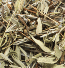 Salvia
